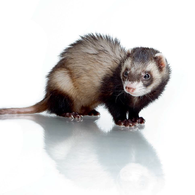 Bild von einem Marder